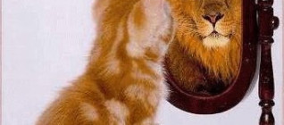 cat-to-lion-image